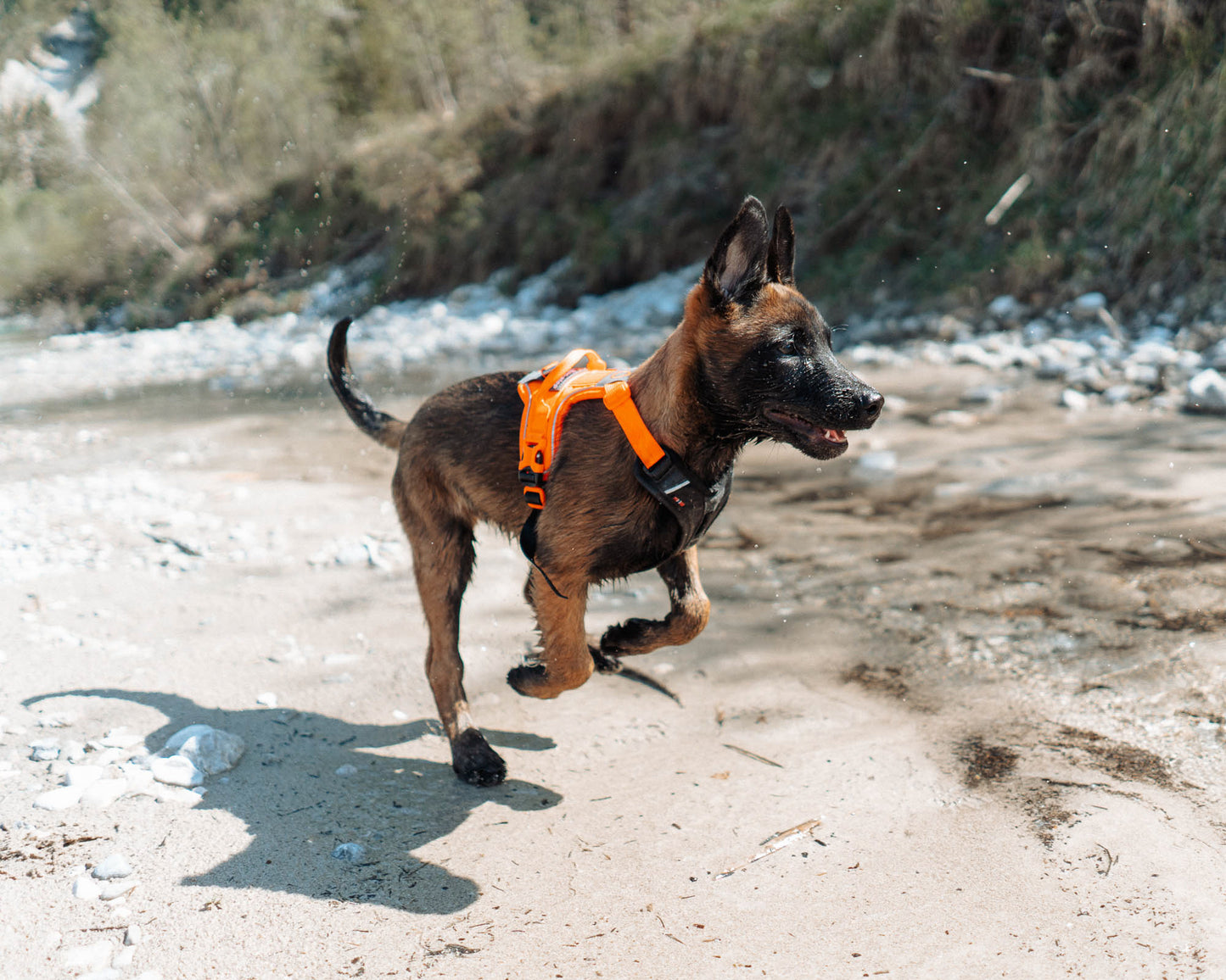 Lifestyle image of the Ramble Harness, showing a puppy running along a sandy floor.