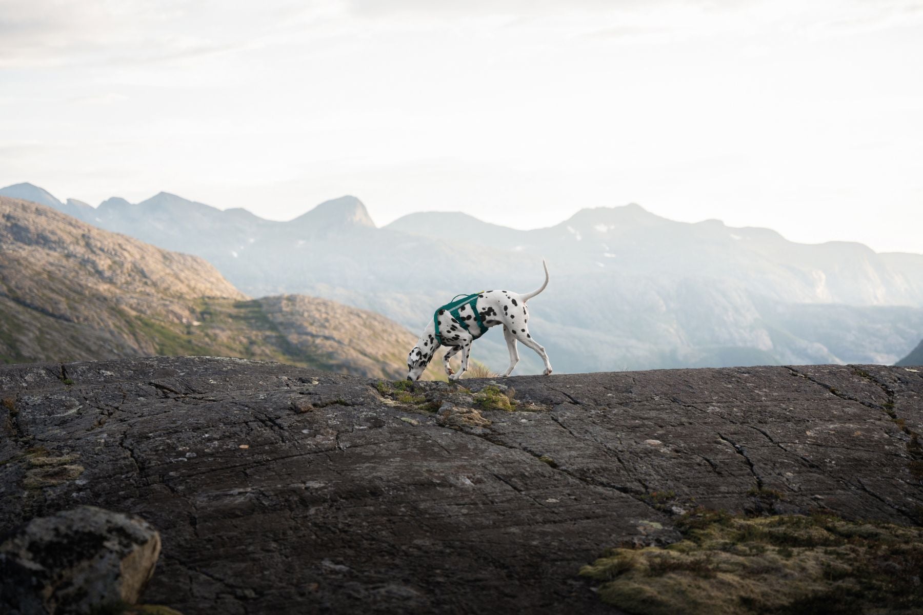 A dog wearing a Ramble Dog Harness Long and exploring some rocky mountains.
