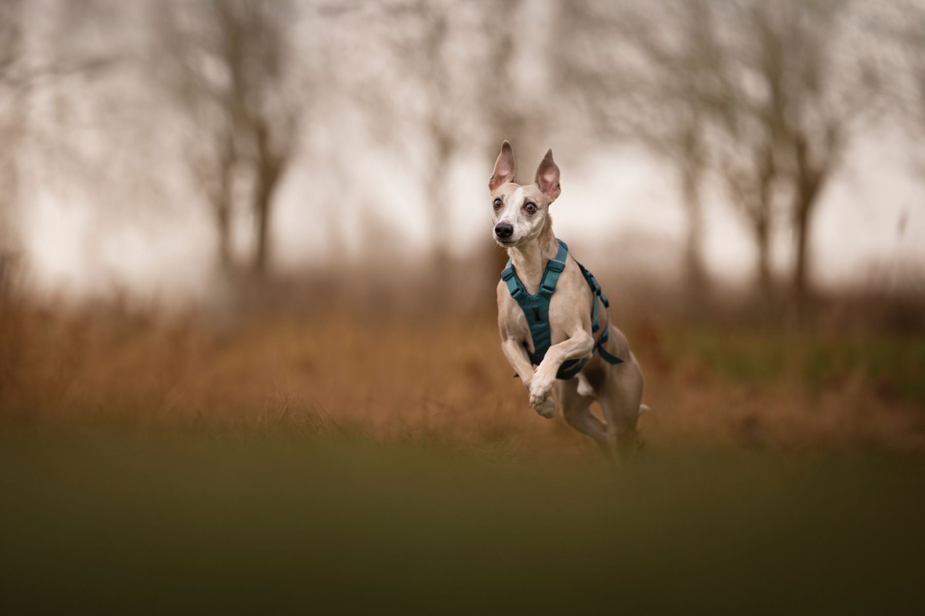 A dog wearing a Ramble Dog Harness Long and sprinting through the field.