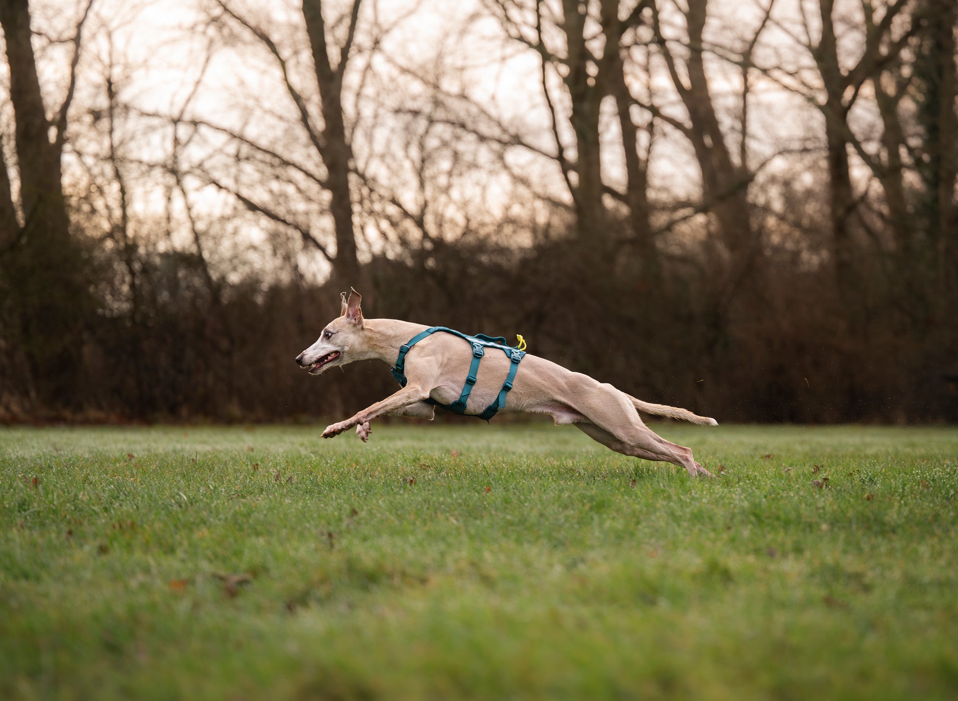 A dog wearing a Ramble Dog Harness Long and sprinting through a field.