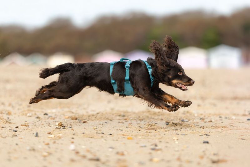 A dog running while wearing the Ramble Dog Harness Long.