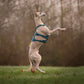 Dog standing on its hind legs in a grassy field, wearing a teal Ramble Dog Harness Long, with a blurred background.