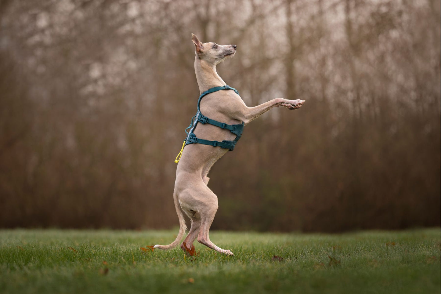 Dog standing on its hind legs in a grassy field, wearing a teal Ramble Dog Harness Long, with a blurred background.