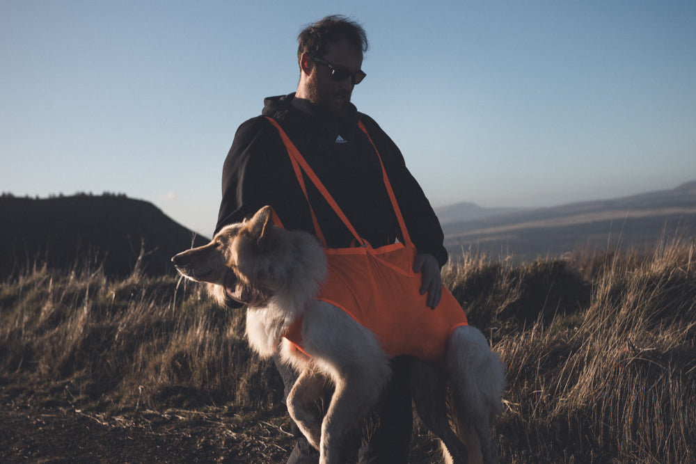 Lifestyle image of the Dog Rescue Sling in action, being carried across a grassy field. A cream dog is in the Rescue Sling, while a man wearing sunglasses holds onto the Rescue Sling.