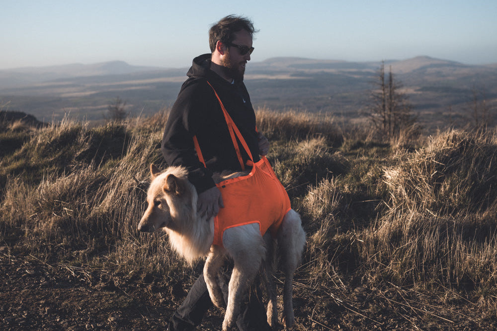 Lifestyle image of the Dog Rescue Sling in action, being carried across a grassy field. A cream dog is in the Rescue Sling, while a man wearing sunglasses walks.