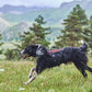 Lifestyle image of the Rock Harness Long, worn by a sheepdog running across a field.