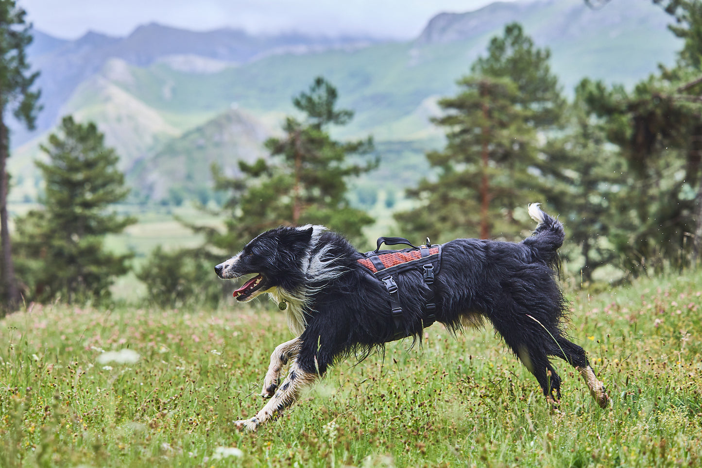 Lifestyle image of the Rock Harness Long, worn by a sheepdog running across a field.