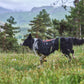 Lifestyle image of the Rock Harness Long, worn by a sheepdog running across a field.