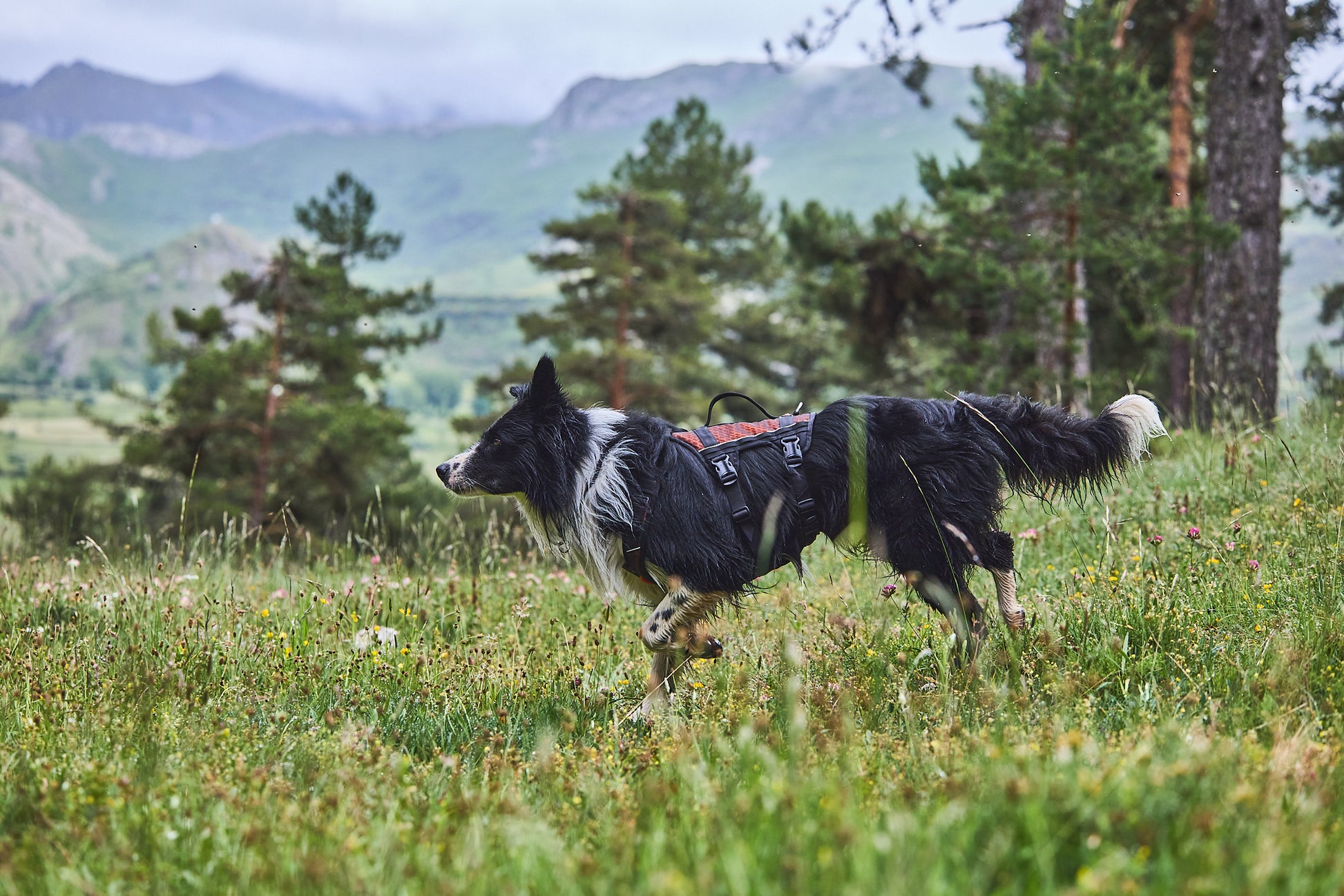 Lifestyle image of the Rock Harness Long, worn by a sheepdog running across a field.