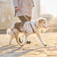 Lifestyle image of the Rock Harness Long, worn by a white and brown dog walking through an urban street with their owner.