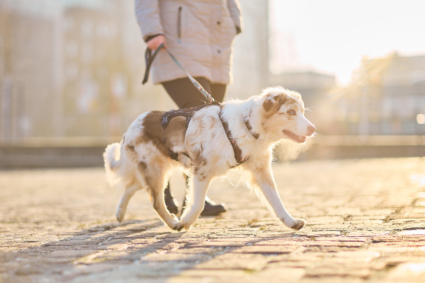 Lifestyle image of the Rock Harness Long, worn by a white and brown dog walking through an urban street with their owner.