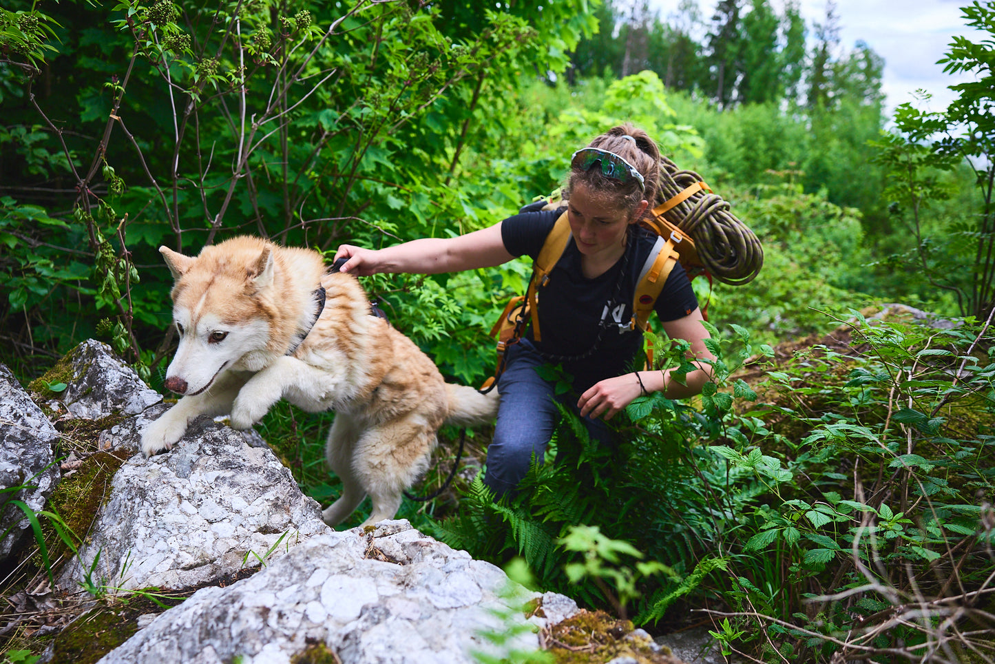 Lifestyle image of the Rock Harness Long, worn by a husky as they climb up some rocky terrain. Their owner holds the handle to support them up.