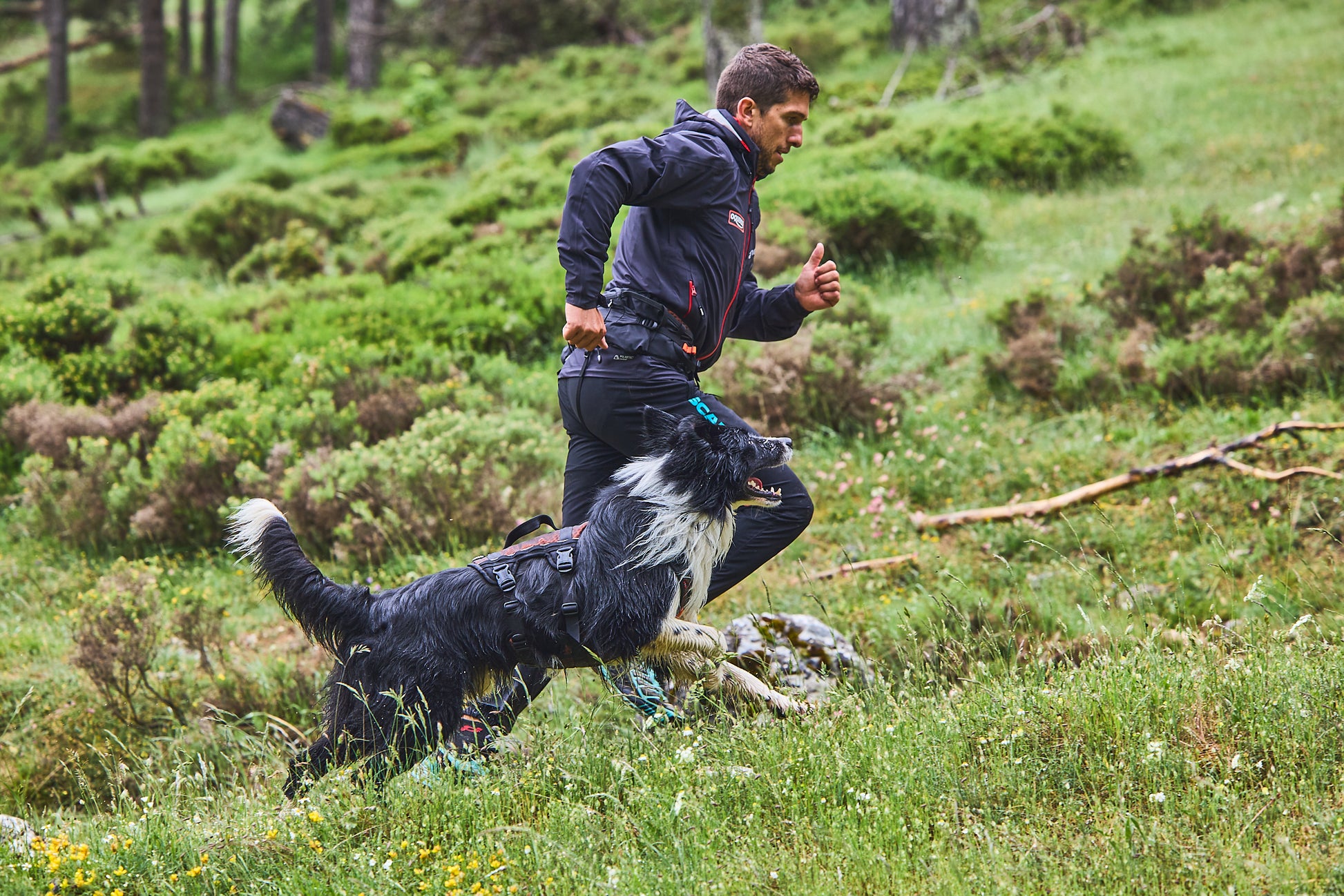Lifestyle image of the Rock Harness Long, showing a sheepdog running across a field with their owner.