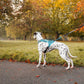 Lifestyle image of the Rush Harness, being worn by a dalmatian looking into a forest park environment.