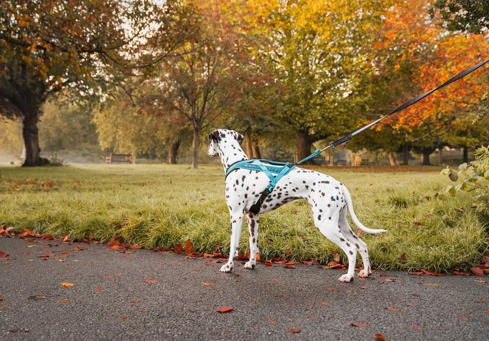 Lifestyle image of the Rush Harness, being worn by a dalmatian looking into a forest park environment.