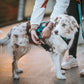 Lifestyle image of the Rush Harness, being clipped up onto a white dog.