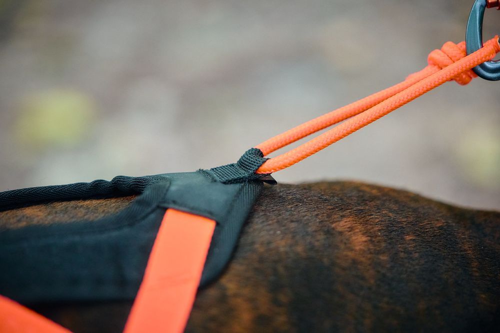 Lifestyle image of the Rush Harness, showing the lead attachment being used.