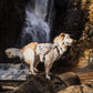 Lifestyle image of the Trail Light Backpack, on a cream dog standing in front of a waterfall and standing on a rock.