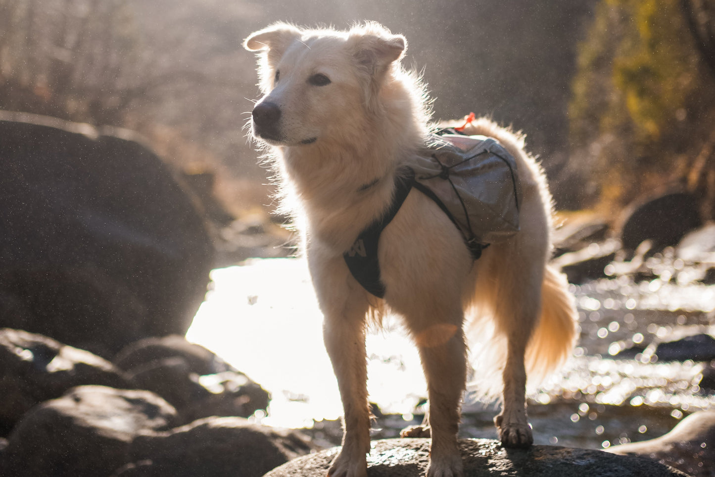Lifestyle image of a white dog wearing a Trail Light Backpack, standing on a rock near a stream.