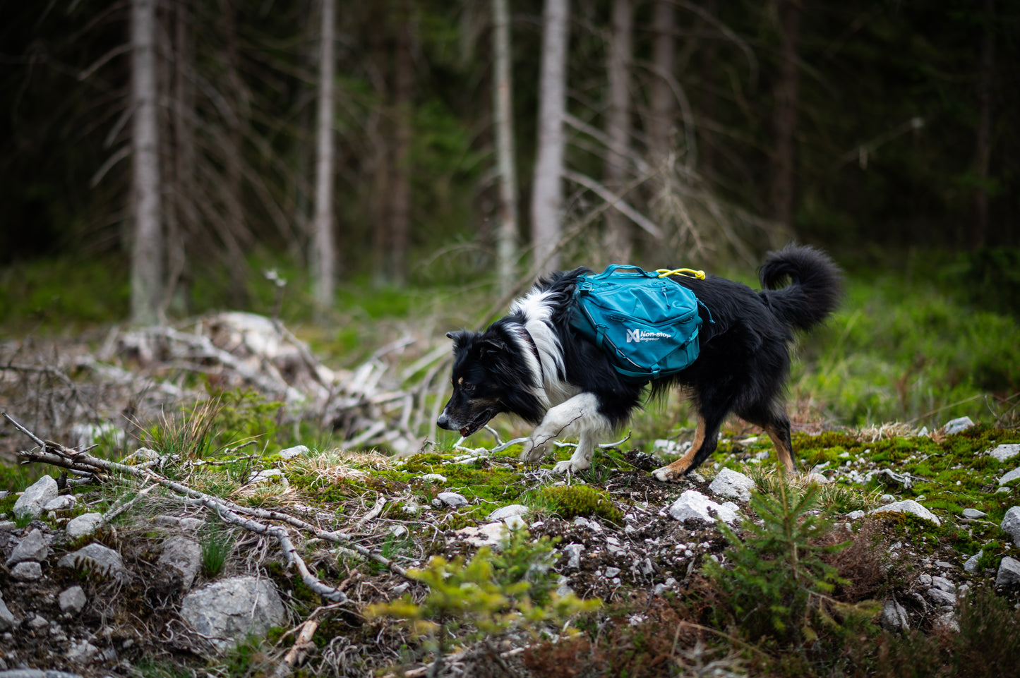 Dog with a Trail Quest Backpack on, sniffing along a forest trail. 