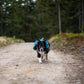 Dog with a Trail Quest Backpack walking on a dirt path in a forest.