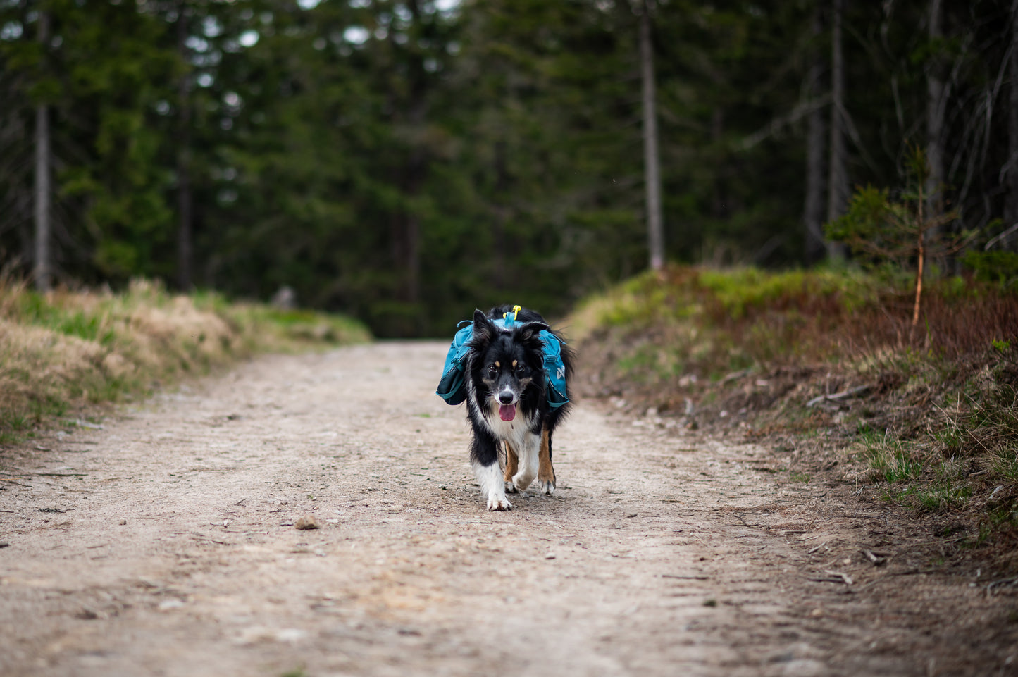 Dog with a Trail Quest Backpack walking on a dirt path in a forest.
