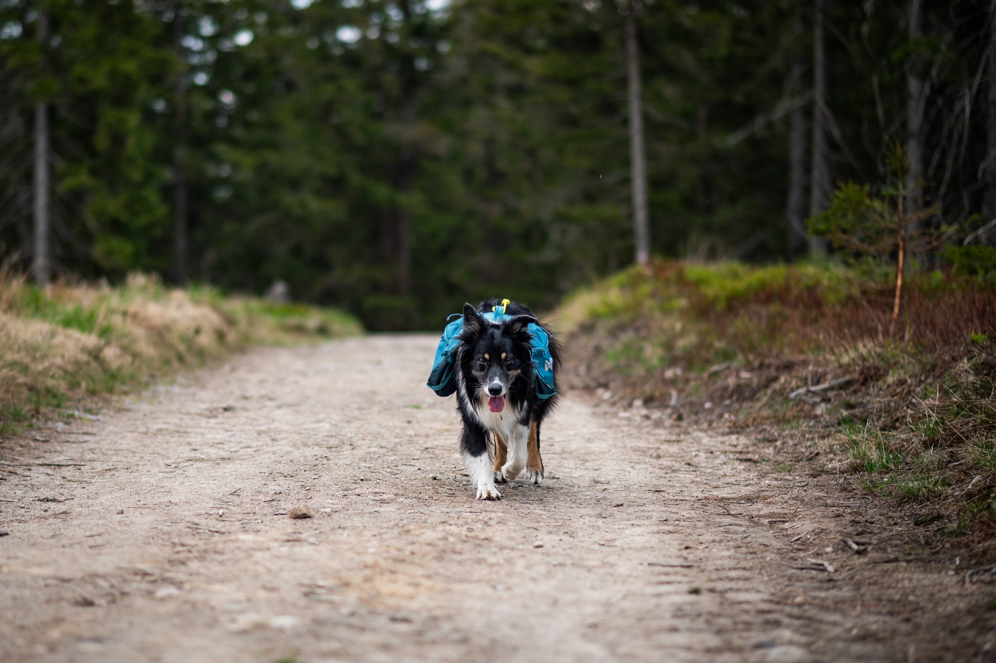 Dog with a Trail Quest Backpack walking on a dirt path in a forest.