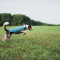 Dog running through a field, wearing the Trail Quest Fleece Pullover.