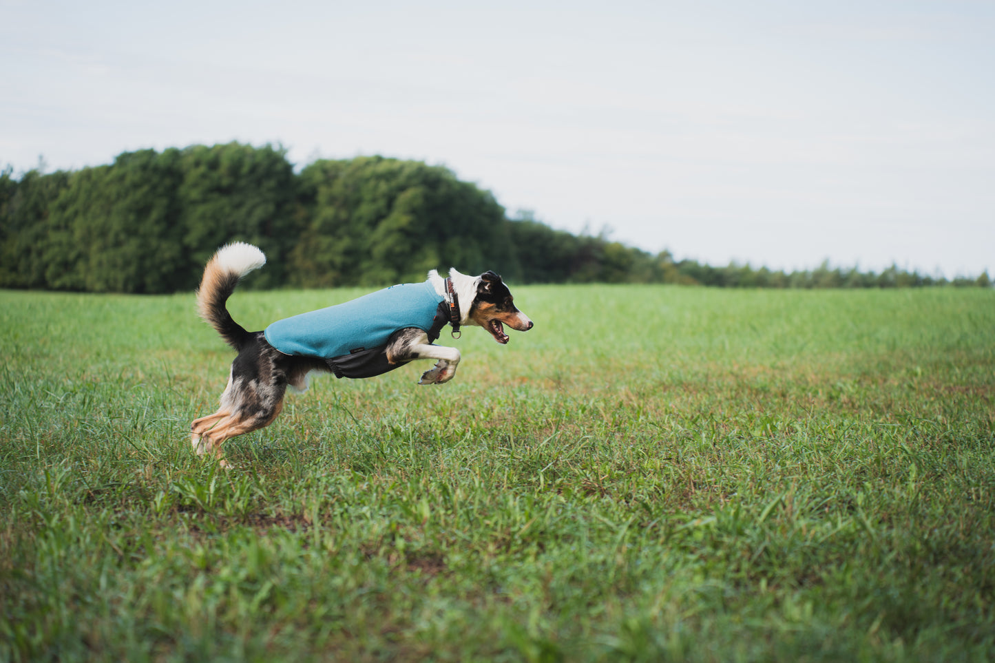 Dog running through a field, wearing the Trail Quest Fleece Pullover.