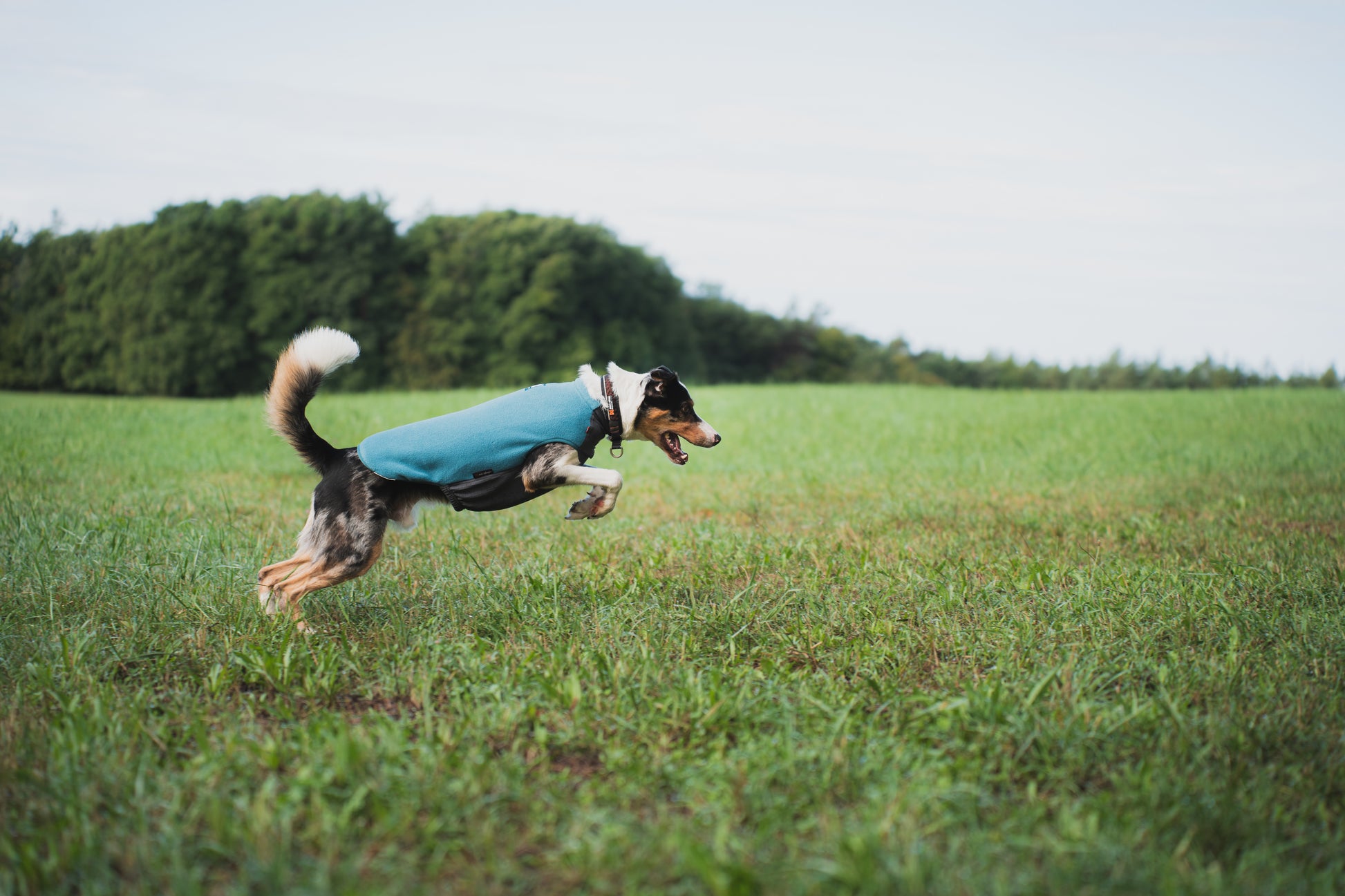 Dog running through a field, wearing the Trail Quest Fleece Pullover.