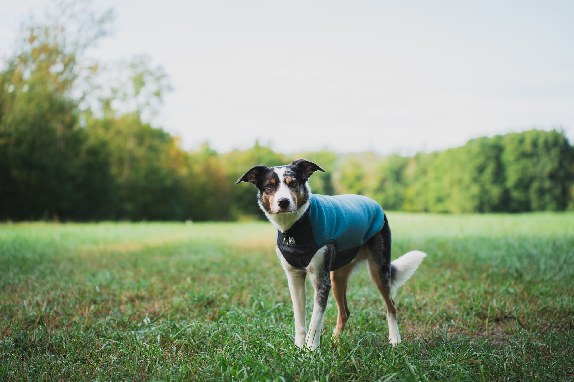 An inquisitive dog wearing the Trail Quest Fleece Pullover.