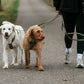 Lifestyle image of the Trail Quest Lead, securing two dogs on a walk.