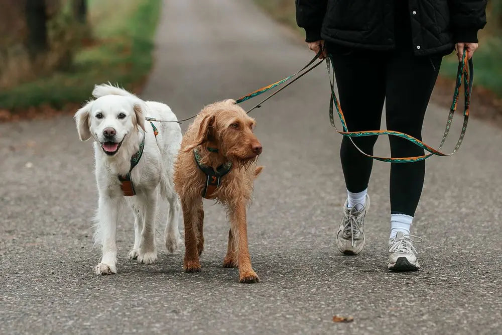 Lifestyle image of the Trail Quest Lead, securing two dogs on a walk.