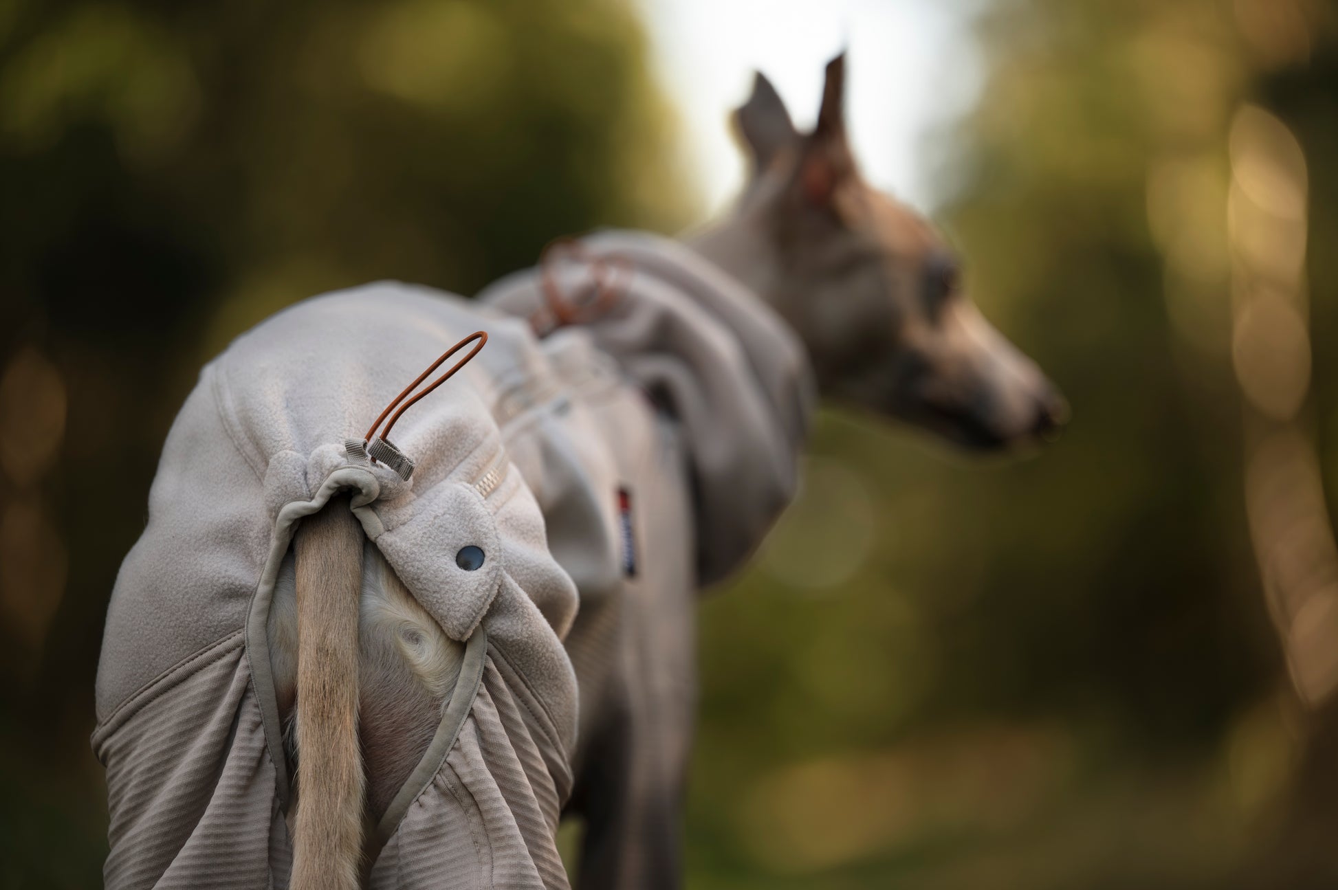 Dog wearing a Trail Quest Overall, with the back length cinched up to keep the dog cosy.