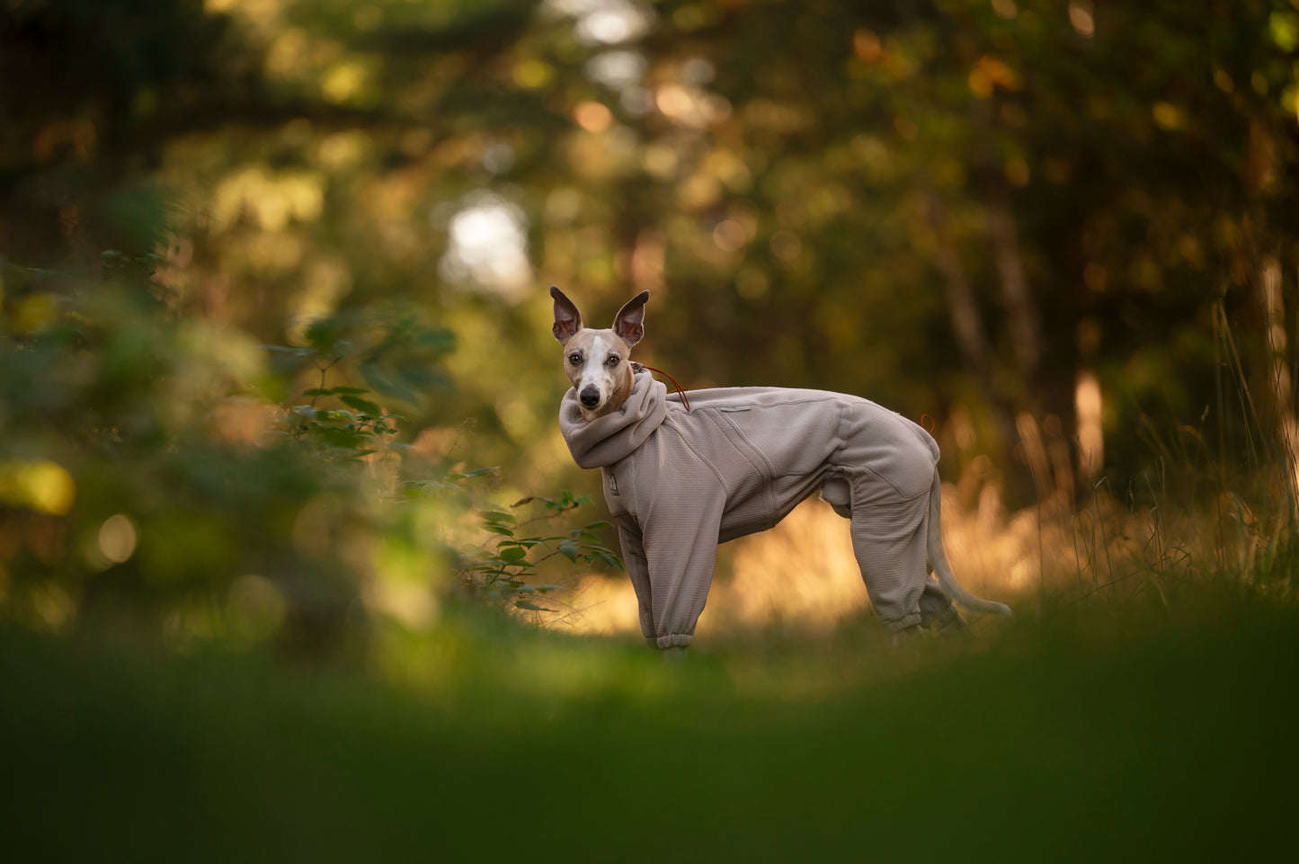 A dog wearing the Trail Quest Fleece Overall, amongst a forest background.