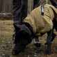 Lifestyle image of the Working Dog Fjord, worn by a black dog as they sniff along the floor.