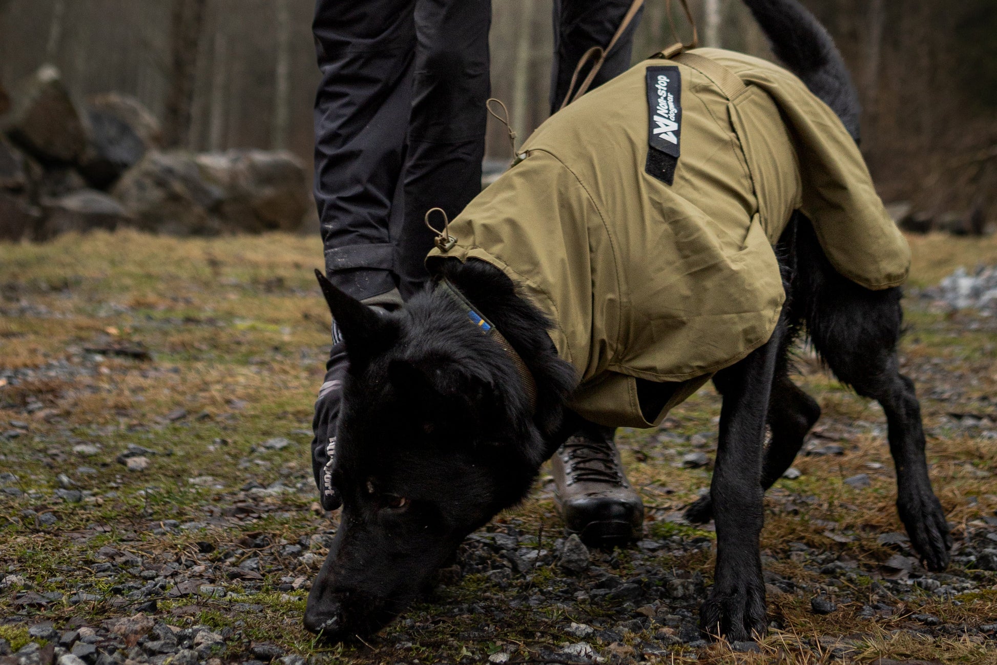 Lifestyle image of the Working Dog Fjord, worn by a black dog as they sniff along the floor.