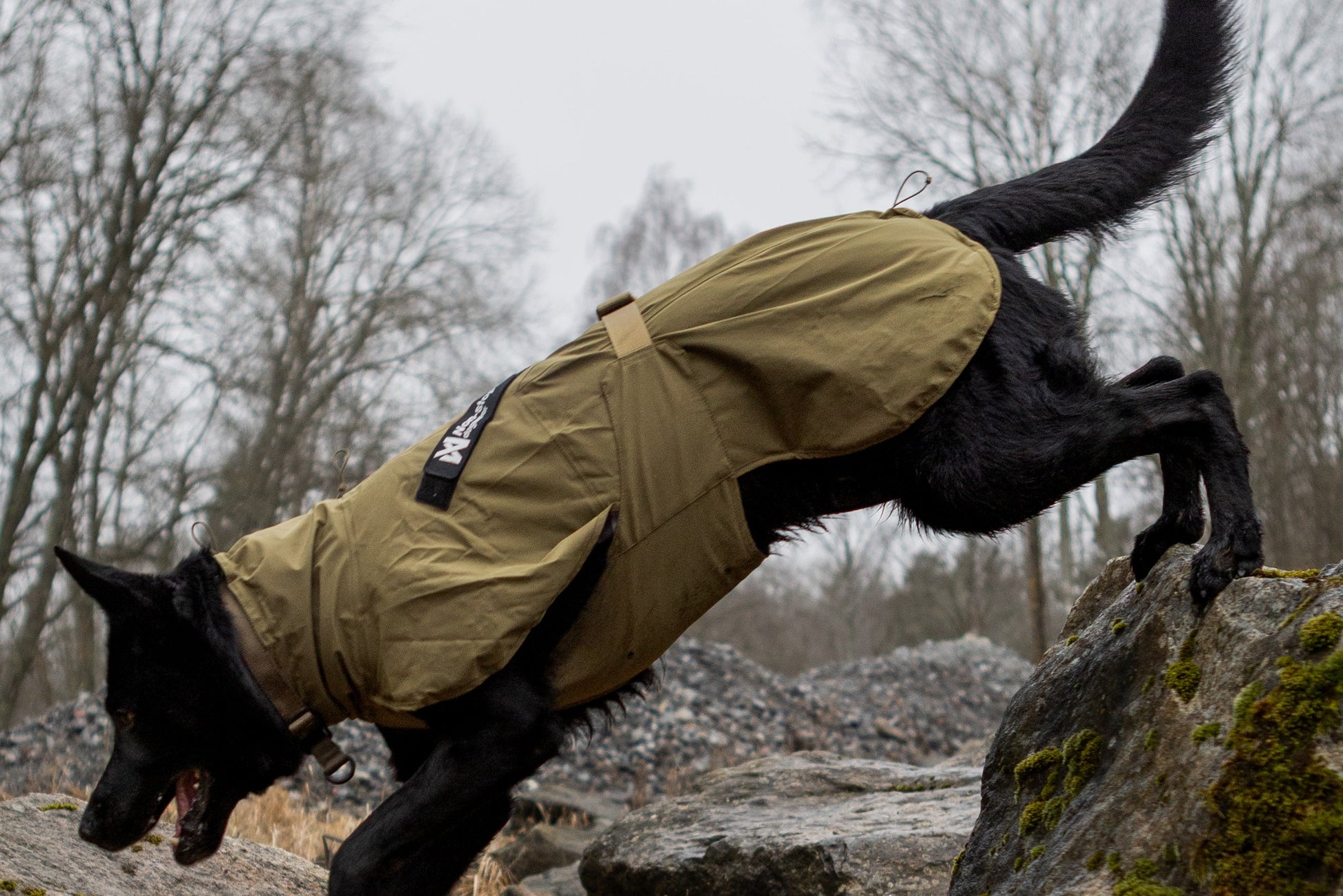 Lifestyle image of the Working Dog Fjord, worn by a black dog as they climb down rocky terrain.