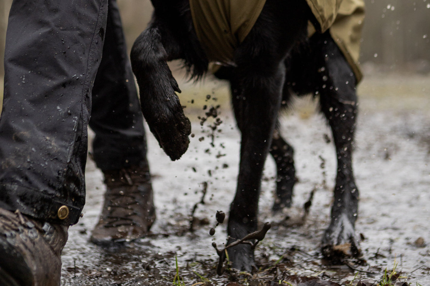 Lifestyle image of the Working Dog Fjord, with a dog walking through mud.