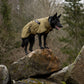Lifestyle image of the Working Dog Fjord, worn by a black dog as they stand on a rock with their tongue out.