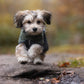 Lifestyle image of a puppy wearing the Fjord jacket, running across a rock towards the camera.