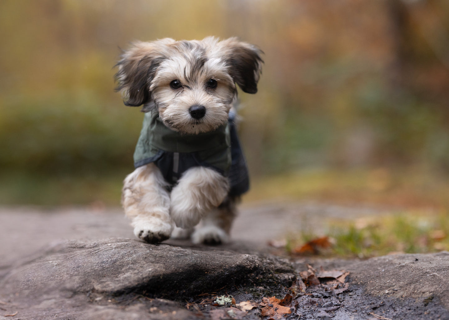 Lifestyle image of a puppy wearing the Fjord jacket, running across a rock towards the camera.