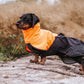 Lifestyle image of a sausage dog wearing the Fjord jacket, posing on a rock.