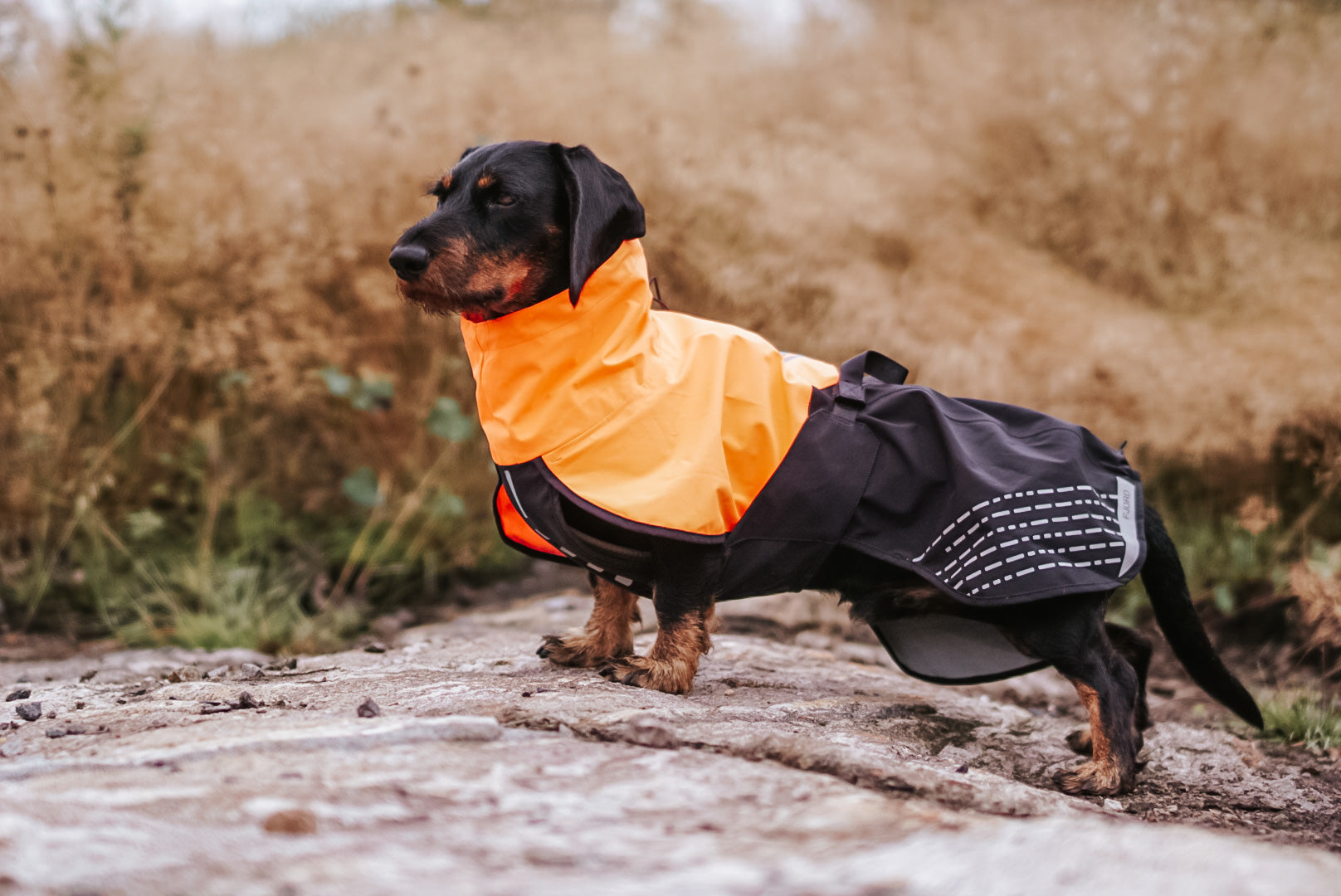 Lifestyle image of a sausage dog wearing the Fjord jacket, posing on a rock.