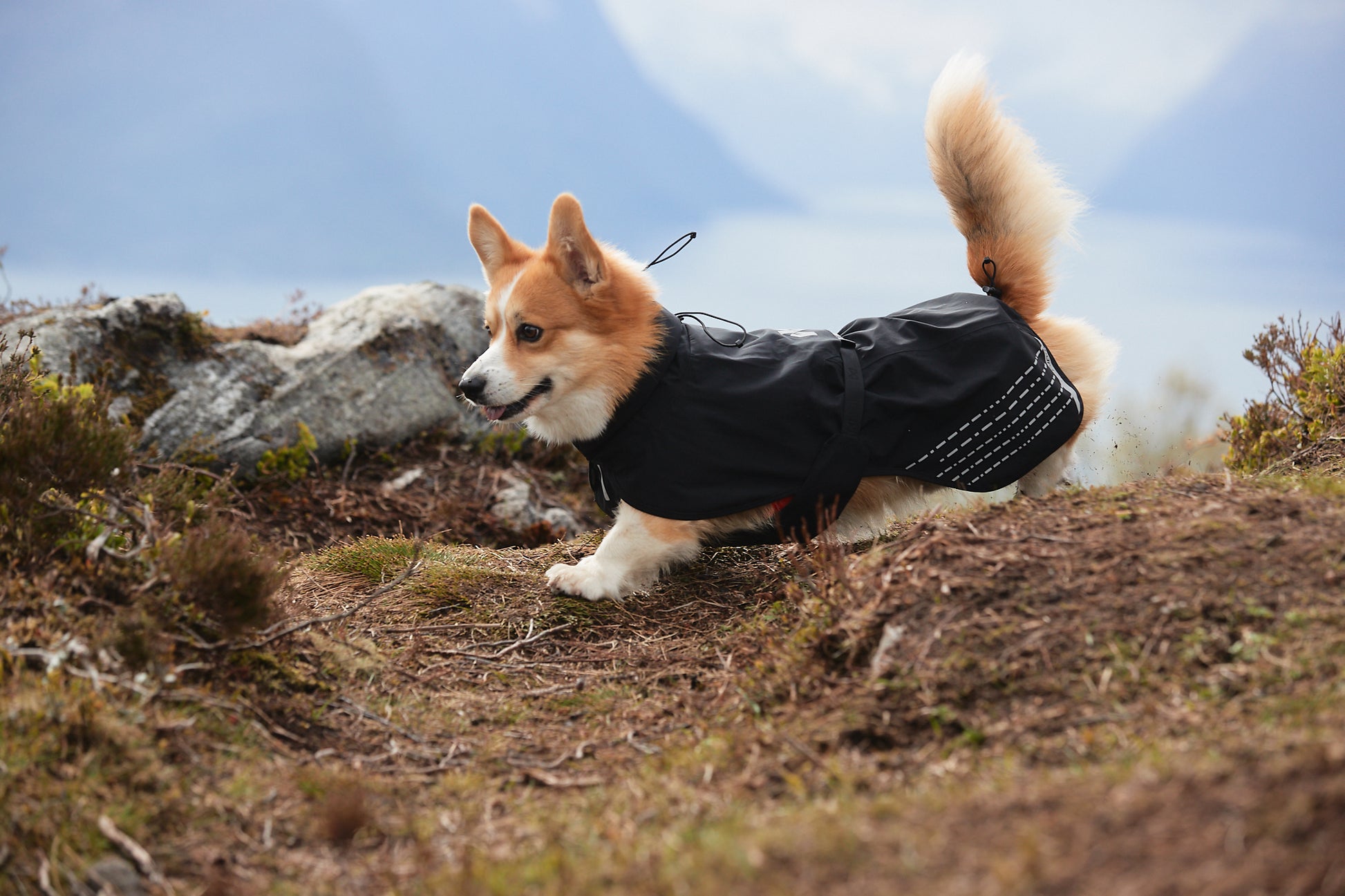 Lifestyle image of a corgi running across some dirt.