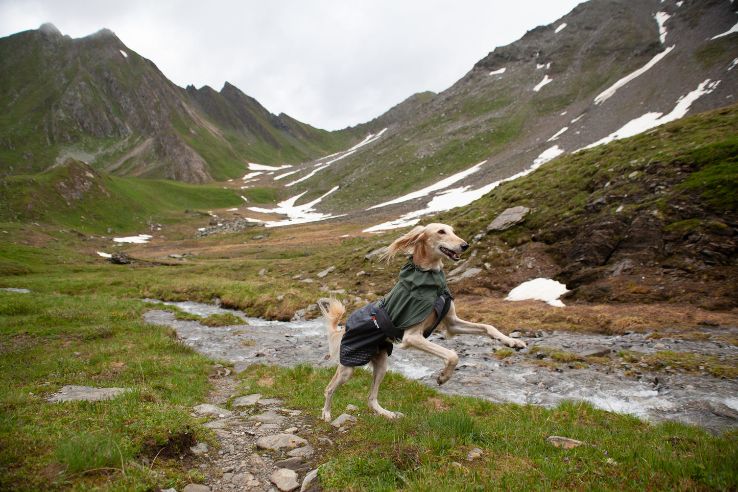 Lifestyle image of a dog running through the hills.