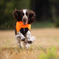 Lifestyle image of a spaniel wearing the Fjord jacket, running across a field towards the camera.