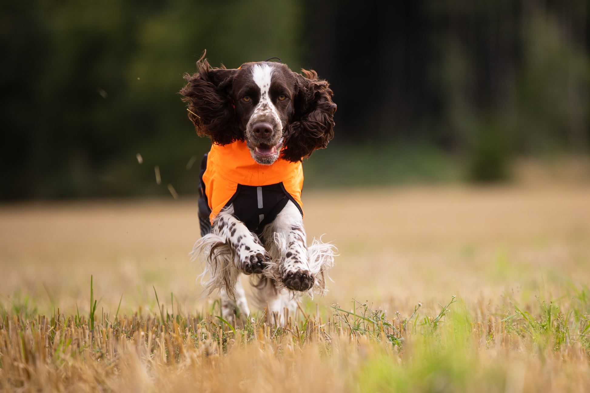 Lifestyle image of a spaniel wearing the Fjord jacket, running across a field towards the camera.