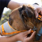 A dog's head profile, with the Ruffwear Backtrack Evacuation Kit being clipped up.