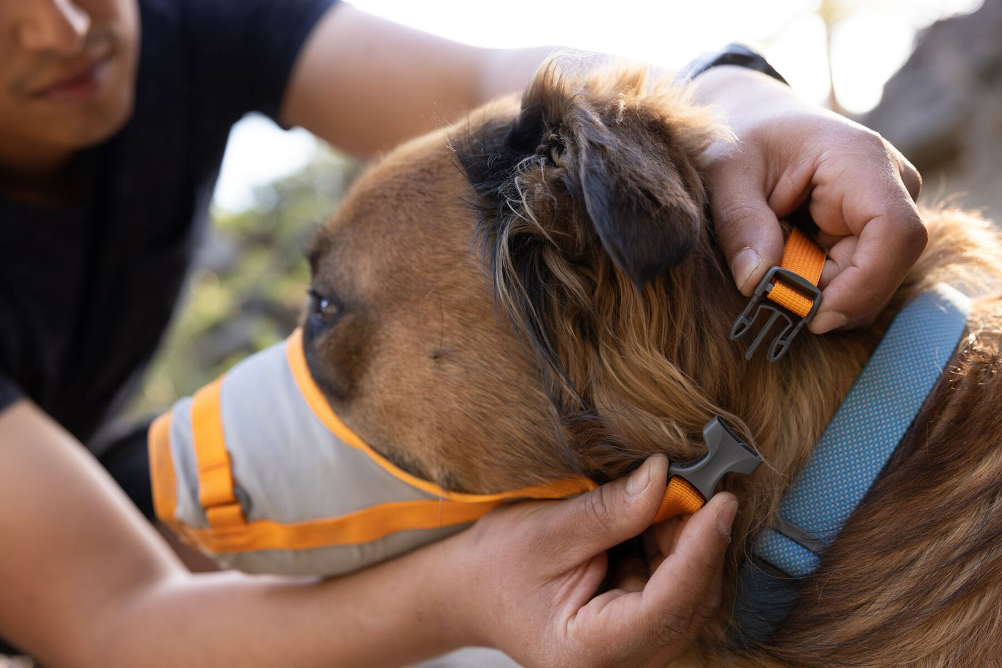 A dog's head profile, with the Ruffwear Backtrack Evacuation Kit being clipped up.
